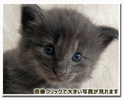 ノルウェージャンフォレストキャット