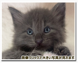 ノルウェージャンフォレストキャット