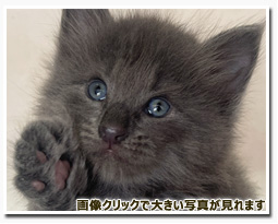 ノルウェージャンフォレストキャット