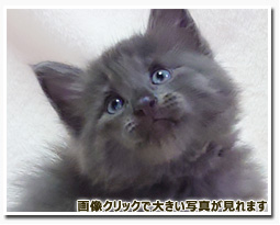 ノルウェージャンフォレストキャット