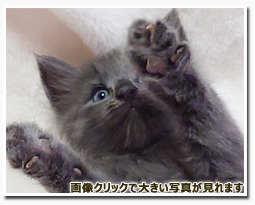 ノルウェージャンフォレストキャット