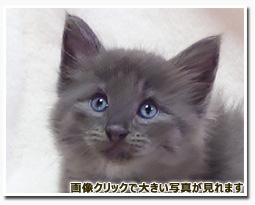 ノルウェージャンフォレストキャット