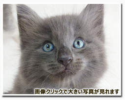 ノルウェージャンフォレストキャット