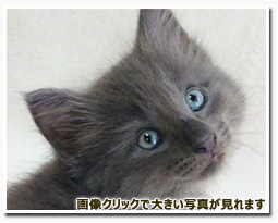 ノルウェージャンフォレストキャット