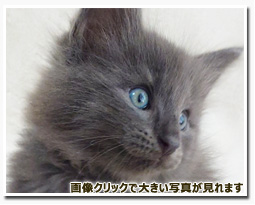 ノルウェージャンフォレストキャット