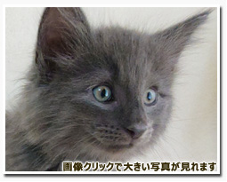 ノルウェージャンフォレストキャット