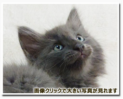 ノルウェージャンフォレストキャット