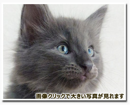 ノルウェージャンフォレストキャット