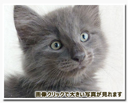 ノルウェージャンフォレストキャット