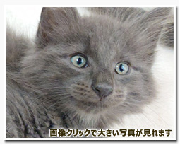 ノルウェージャンフォレストキャット