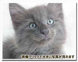 ノルウェージャンフォレストキャット