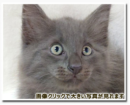 ノルウェージャンフォレストキャット