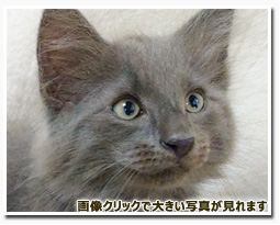 ノルウェージャンフォレストキャット