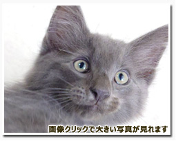 ノルウェージャンフォレストキャット