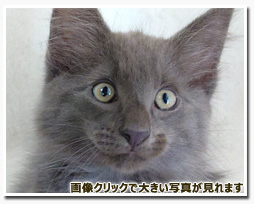 ノルウェージャンフォレストキャット