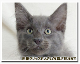 ノルウェージャンフォレストキャット