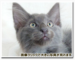 ノルウェージャンフォレストキャット