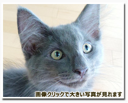 ノルウェージャンフォレストキャット