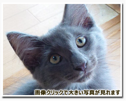 ノルウェージャンフォレストキャット