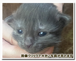 ノルウェージャンフォレストキャット