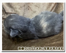 ノルウェージャンフォレストキャット