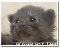 ノルウェージャンフォレストキャット