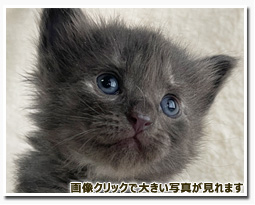 ノルウェージャンフォレストキャット