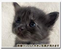 ノルウェージャンフォレストキャット