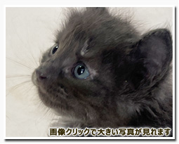 ノルウェージャンフォレストキャット