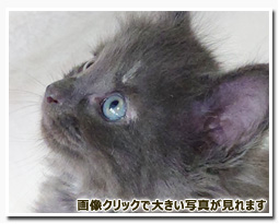 ノルウェージャンフォレストキャット