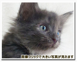 ノルウェージャンフォレストキャット