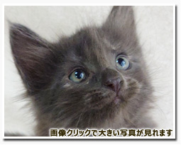 ノルウェージャンフォレストキャット