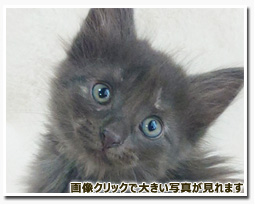 ノルウェージャンフォレストキャット