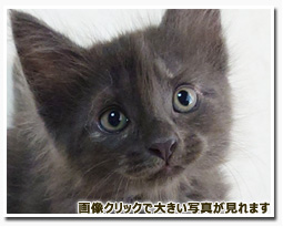 ノルウェージャンフォレストキャット