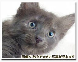 ノルウェージャンフォレストキャット