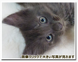 ノルウェージャンフォレストキャット