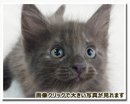 ノルウェージャンフォレストキャット