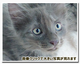 ノルウェージャンフォレストキャット