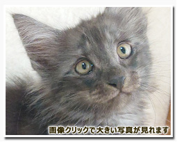 ノルウェージャンフォレストキャット