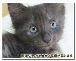 ノルウェージャンフォレストキャット