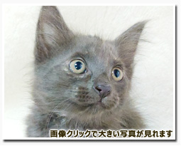 ノルウェージャンフォレストキャット