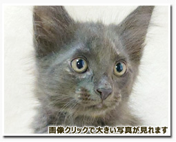 ノルウェージャンフォレストキャット