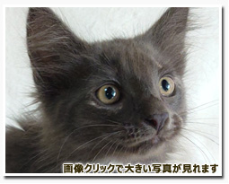 ノルウェージャンフォレストキャット