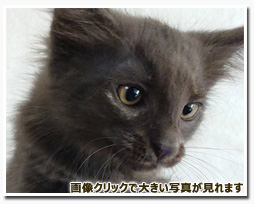 ノルウェージャンフォレストキャット