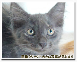 ノルウェージャンフォレストキャット