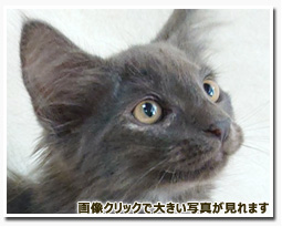 ノルウェージャンフォレストキャット