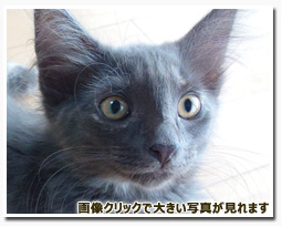 ノルウェージャンフォレストキャット