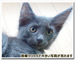 ノルウェージャンフォレストキャット