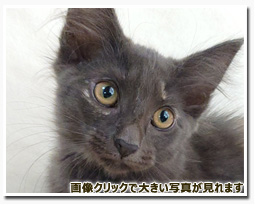 ノルウェージャンフォレストキャット