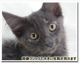 ノルウェージャンフォレストキャット